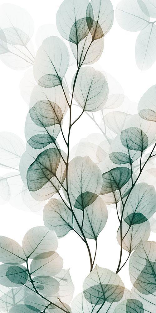 Image Only