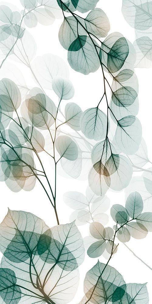 Image Only