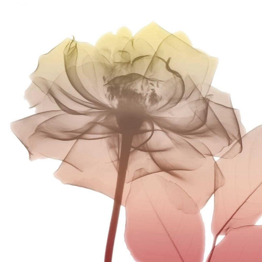 Image Only