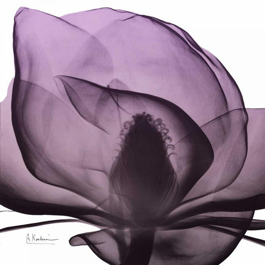 Image Only