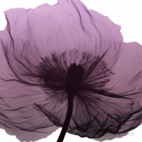 Poppy Purple White Modern Wood Framed Art Print by Koetsier, Albert