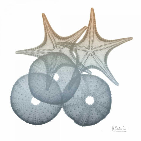 Earthy Hues Sea Urchin and Starfish White Modern Wood Framed Art Print with Double Matting by Koetsier, Albert