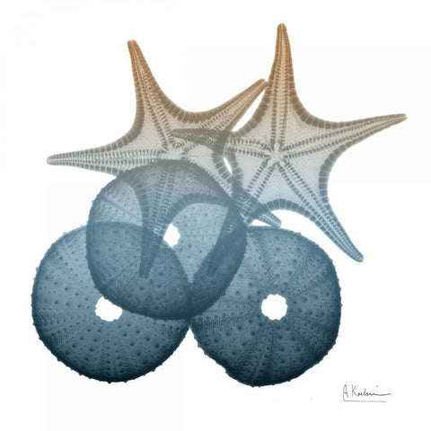 Steel Hues Sea Urchin and Starfish White Modern Wood Framed Art Print with Double Matting by Koetsier, Albert