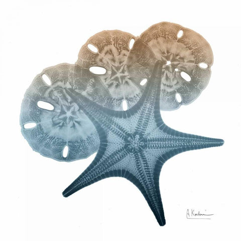 Steel Hues Starfish and Sand Dollar Black Ornate Wood Framed Art Print with Double Matting by Koetsier, Albert