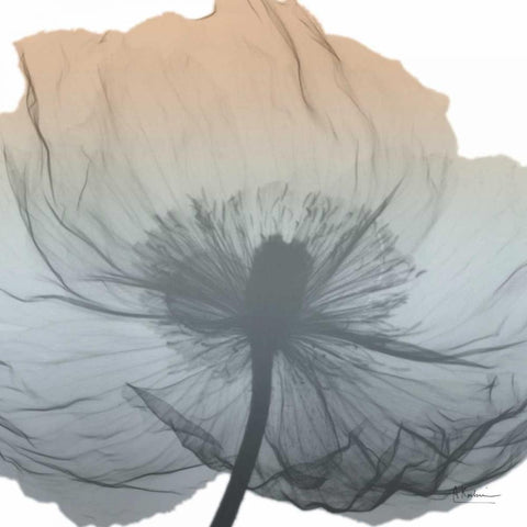 Poppy Earthy Beauty White Modern Wood Framed Art Print with Double Matting by Koetsier, Albert