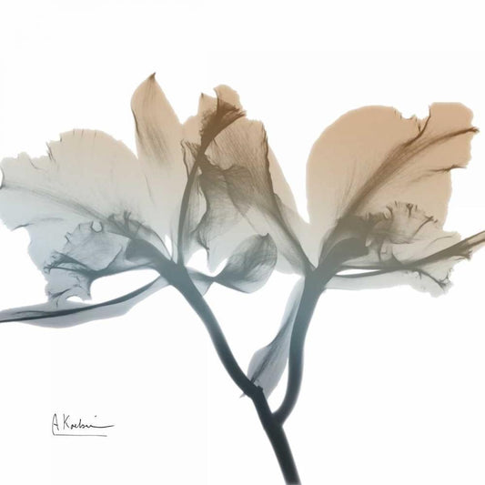 Image Only