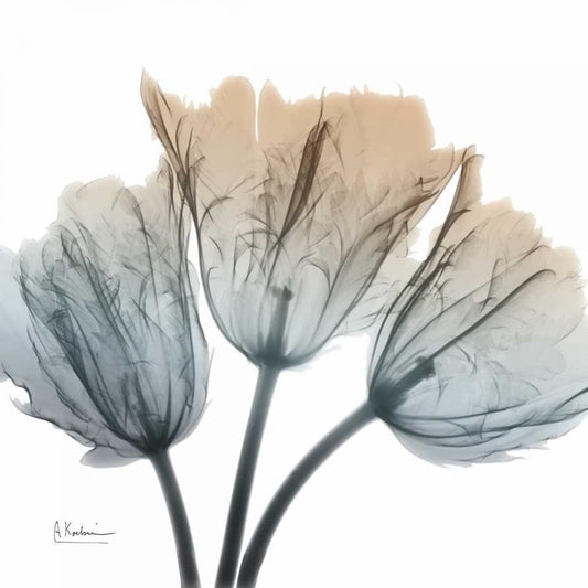 Image Only