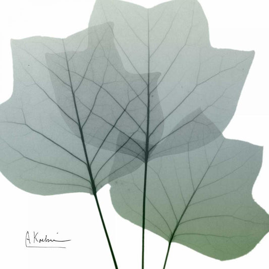 Image Only
