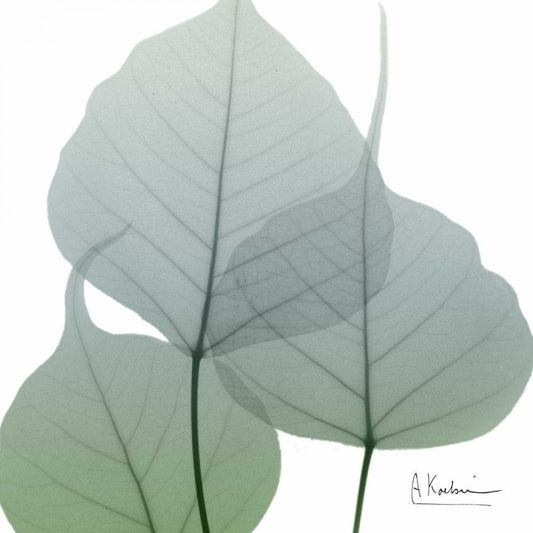 Image Only