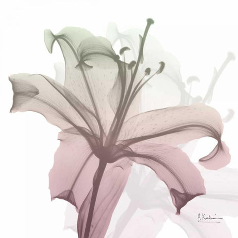 Neapolitan Lily White Modern Wood Framed Art Print with Double Matting by Koetsier, Albert