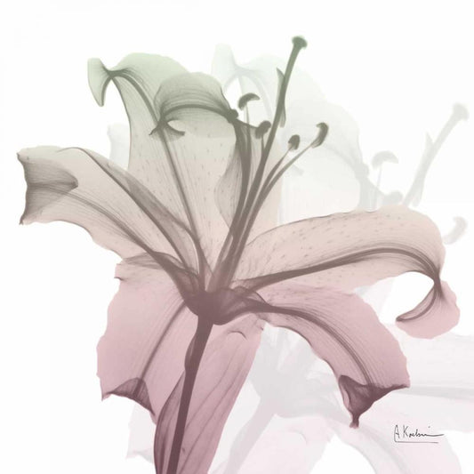 Image Only