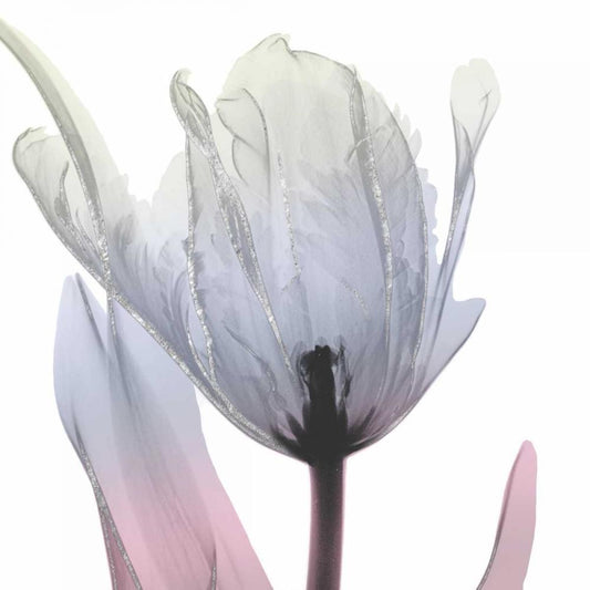 Image Only