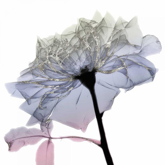 Image Only