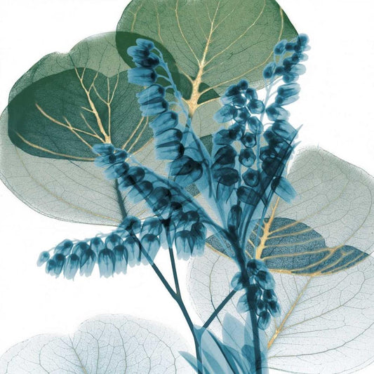 Image Only