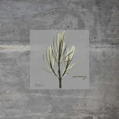 Concrete Rosemary White Modern Wood Framed Art Print by Koetsier, Albert