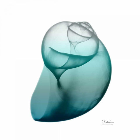 Teal Water Snail White Modern Wood Framed Art Print with Double Matting by Koetsier, Albert