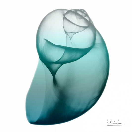 Image Only