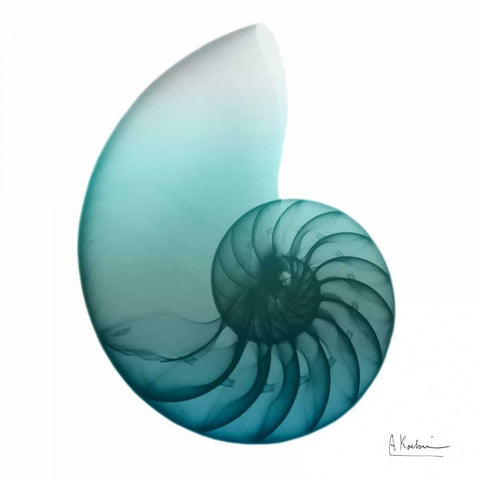 Water Snail 4 White Modern Wood Framed Art Print with Double Matting by Koetsier, Albert