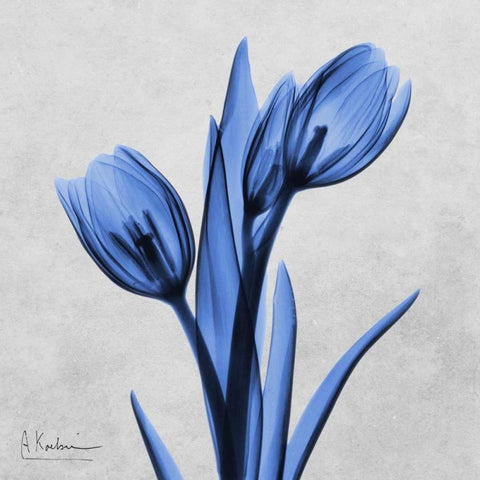 Midnight Tulips Black Modern Wood Framed Art Print by Koetsier, Albert