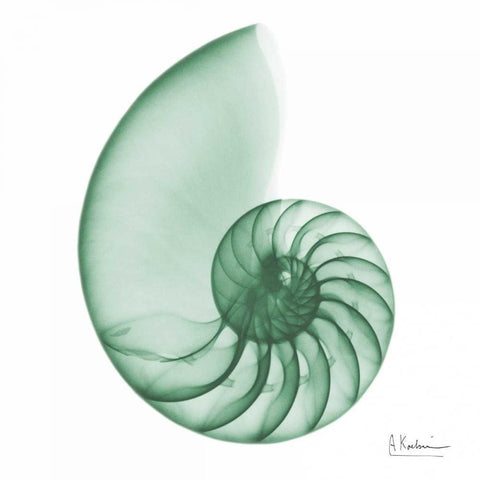 Jade Water Snail 2 White Modern Wood Framed Art Print by Koetsier, Albert