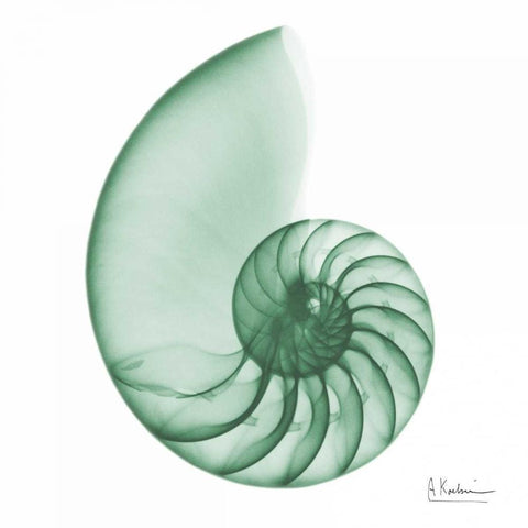 Jade Water Snail 2 Black Modern Wood Framed Art Print with Double Matting by Koetsier, Albert