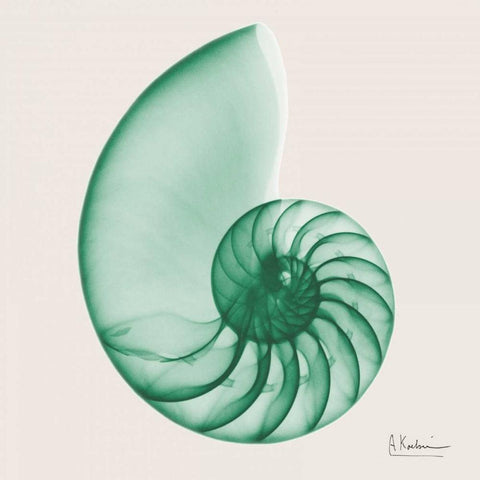 Jade Water Snail White Modern Wood Framed Art Print with Double Matting by Koetsier, Albert