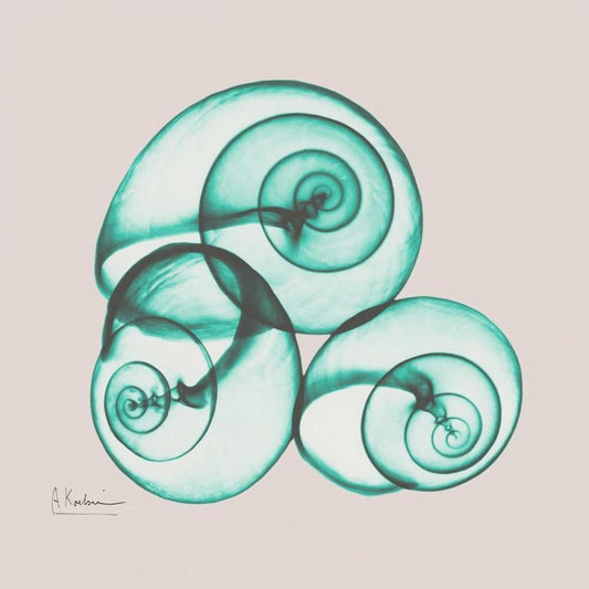 Image Only
