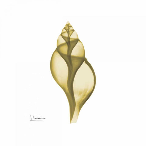 Genie Tulip Shell 2 White Modern Wood Framed Art Print with Double Matting by Koetsier, Albert