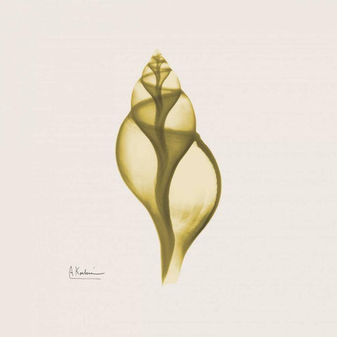 Genie Tulip Shell White Modern Wood Framed Art Print by Koetsier, Albert