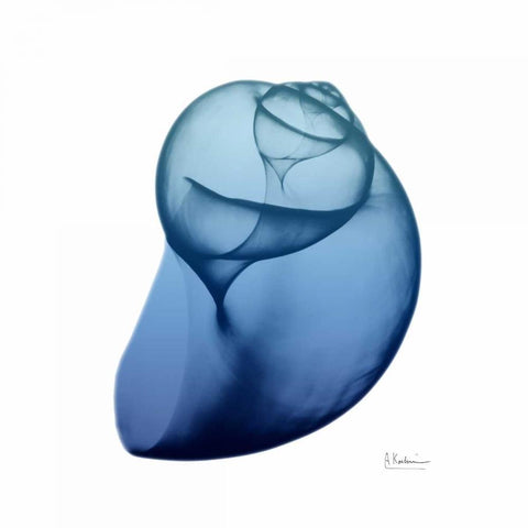 Scenic Water Snail 4 White Modern Wood Framed Art Print with Double Matting by Koetsier, Albert