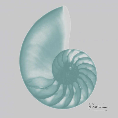 Aquifer Sea Shell White Modern Wood Framed Art Print with Double Matting by Koetsier, Albert