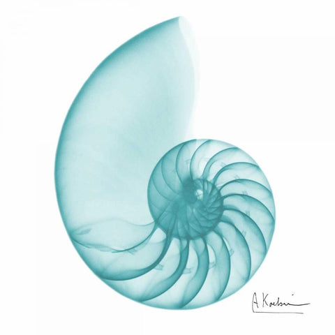 Turquoise Sea Shell White Modern Wood Framed Art Print with Double Matting by Koetsier, Albert