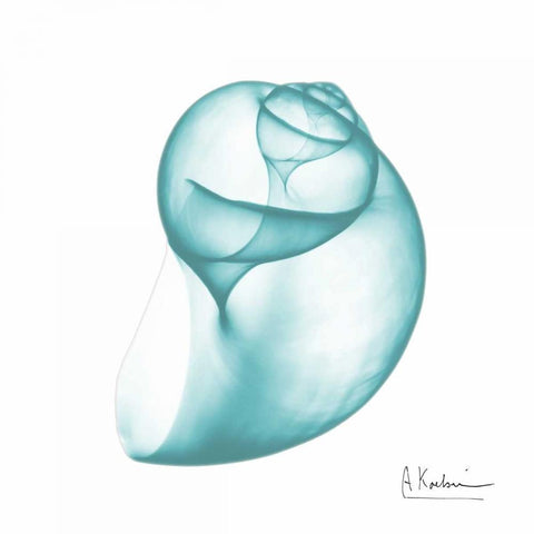 Turquoise Water Snail White Modern Wood Framed Art Print with Double Matting by Koetsier, Albert