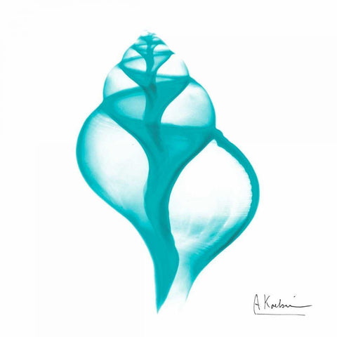 Turquoise Tulip Shell White Modern Wood Framed Art Print with Double Matting by Koetsier, Albert