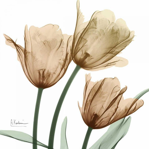 Autumn Tulips 1 White Modern Wood Framed Art Print by Koetsier, Albert