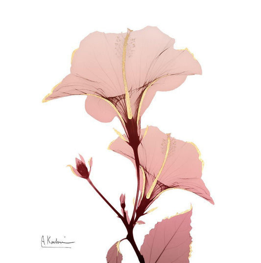 Image Only
