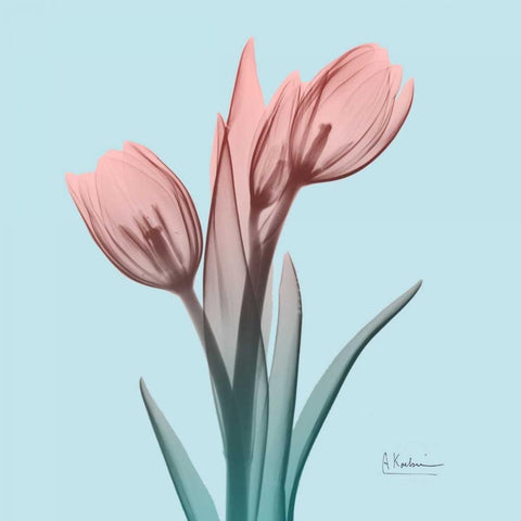 Awakening Tulips 1 White Modern Wood Framed Art Print with Double Matting by Koetsier, Albert