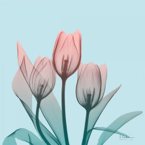 Awakening Tulips 2 White Modern Wood Framed Art Print by Koetsier, Albert