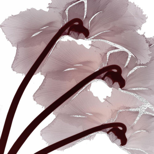 Image Only
