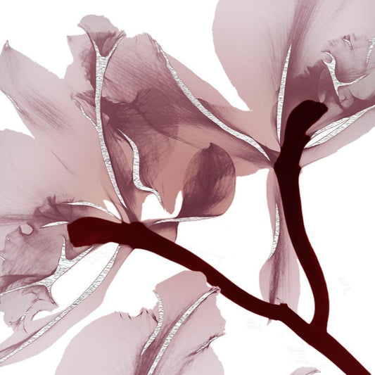 Image Only