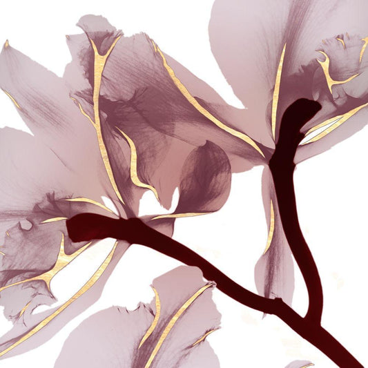 Image Only