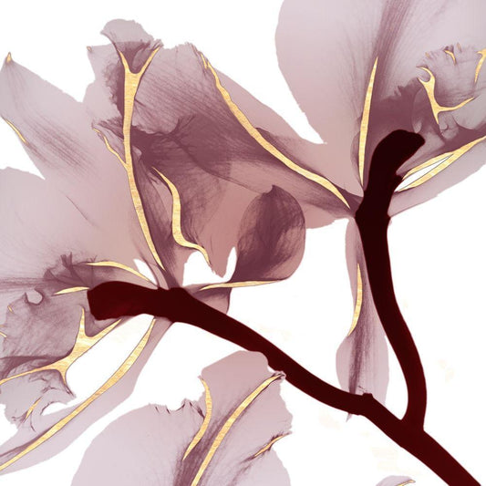 Image Only