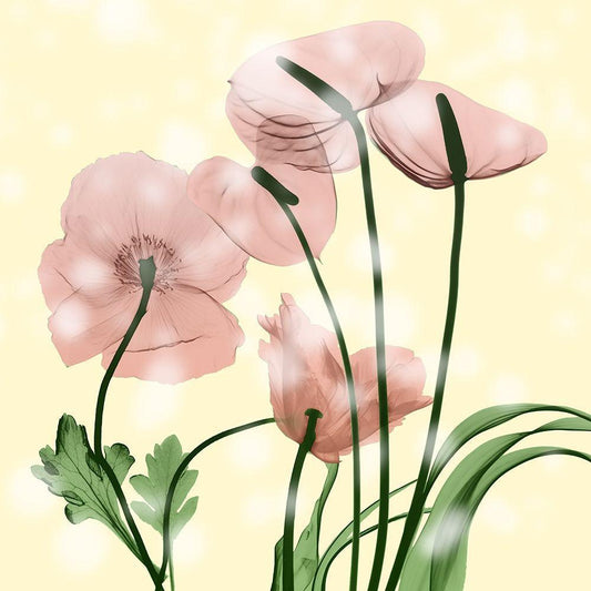 Image Only