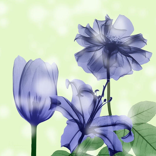 Image Only