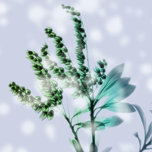 Image Only
