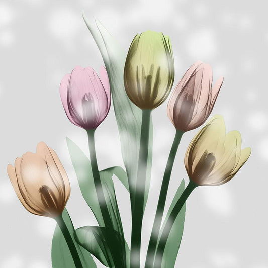 Image Only