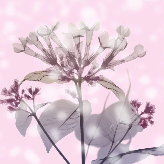 Image Only