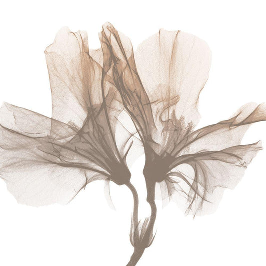 Image Only