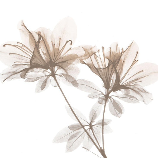 Image Only
