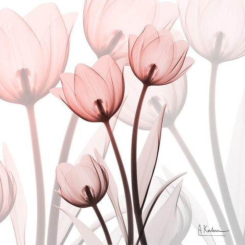 Blush Luster Tulips White Modern Wood Framed Art Print by Koetsier, Albert